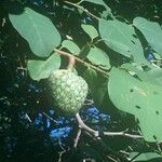 Annona senegalensis Fruit