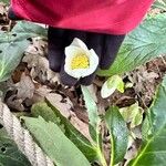 Helleborus nigerফুল