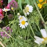 Anthemis cotula Blüte