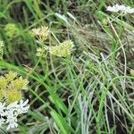 Orlaya grandiflora 形態