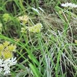 Orlaya grandiflora Habitat