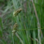 Carex punctata Fruitua