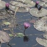 Nymphaea micrantha Liść