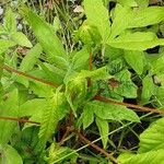 Aesculus pavia Plante entière