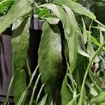 Rhipsalis elliptica Blad