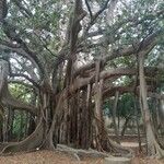 Ficus altissima Агульны выгляд