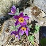 Anemone pulsatilla Kvet