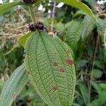 Miconia sericea Plod