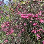 Euonymus europaeus Ffrwyth