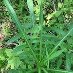 Lactuca canadensis Blatt