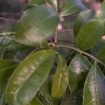Zanthoxylum rhoifolium Leaf