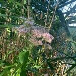 Eupatorium cannabinum花