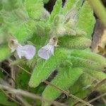 Teucrium scordium Blomma