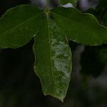 Vepris lanceolata Folio