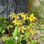 Jacobaea alpina Flower