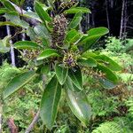 Sleumerodendron austrocaledonicum ശീലം