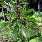 Sleumerodendron austrocaledonicum Hábito