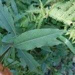 Senecio cacaliaster Folha