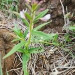 Cleome monophylla Fulla