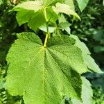 Acer nipponicum Hoja