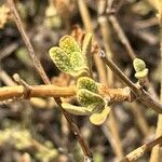 Phlomis lanata 叶