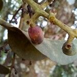 Passovia pyrifolia Fruit