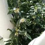 Sarcococca orientalis Květ