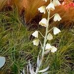 Fritillaria persica 整株植物