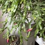Schlumbergera bridgesii Fulla