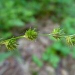 Carex tenera Plod