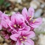 Armeria multiceps Flor