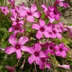 Oxalis articulata Blüte