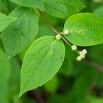 Philadelphus hirsutus Hoja