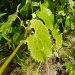 Vitis californica Leaf