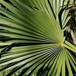 Sabal minor Leaf