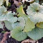 Alliaria petiolata Leaf