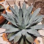 Agave macroacantha Ліст