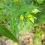 Ludwigia erecta Blüte
