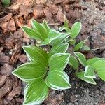 Polygonatum biflorum Leaf