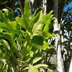 Stenocarpus sinuatus Levél
