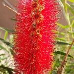 Melaleuca viminalis花