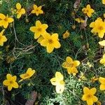 Bidens ferulifolia Egyéb