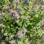 Nepeta grandiflora Flor