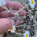 Anthemis tomentosa Leaf