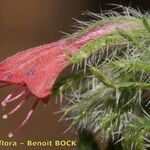 Echium horridum Traoù all