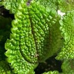 Pilea involucrata Frunză