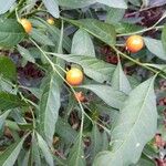 Solanum pseudocapsicumFrutto