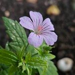 Geranium nodosum 花