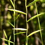Brachypodium pinnatum പുഷ്പം