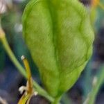 Iris domestica Fruit